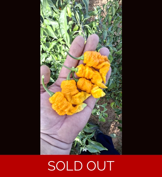 FADDAS YELLOW  (10*seeds)